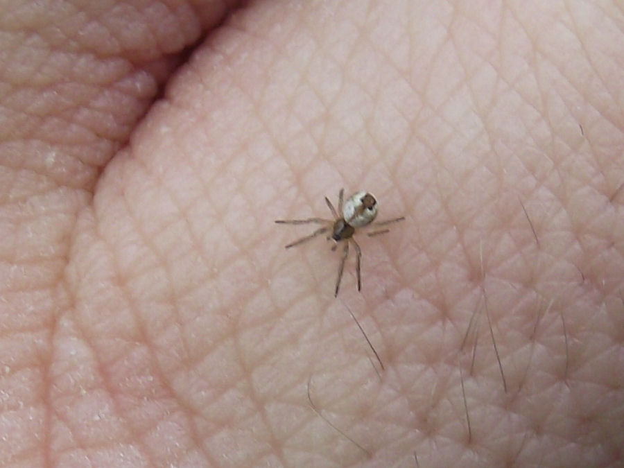 sehr sehr kleine Spinne etwa 2mm lang