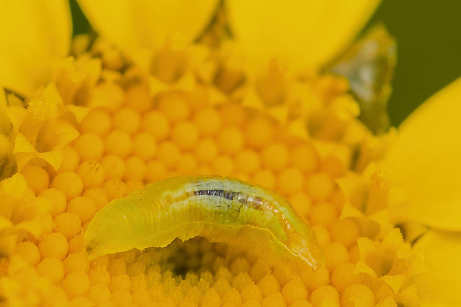 Insektenlarve