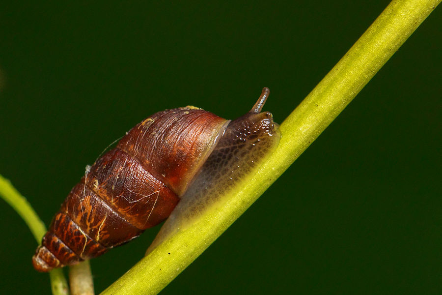 Schnecke