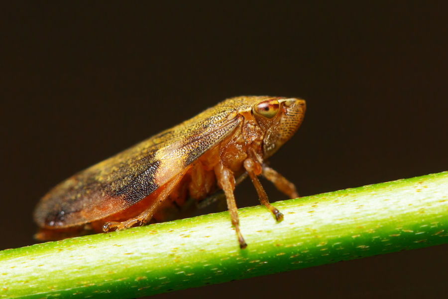 Zikade