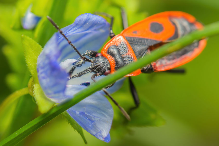 Feuerwanze an einer Ehrenpreisblüte