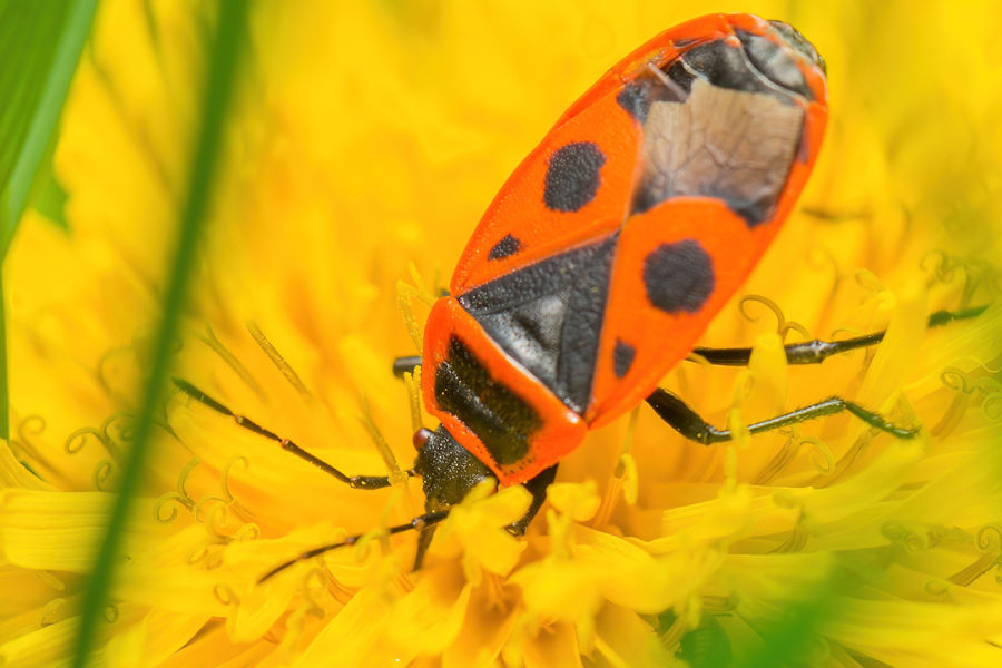 Feuerwanze an einer Löwenzahnblüte
