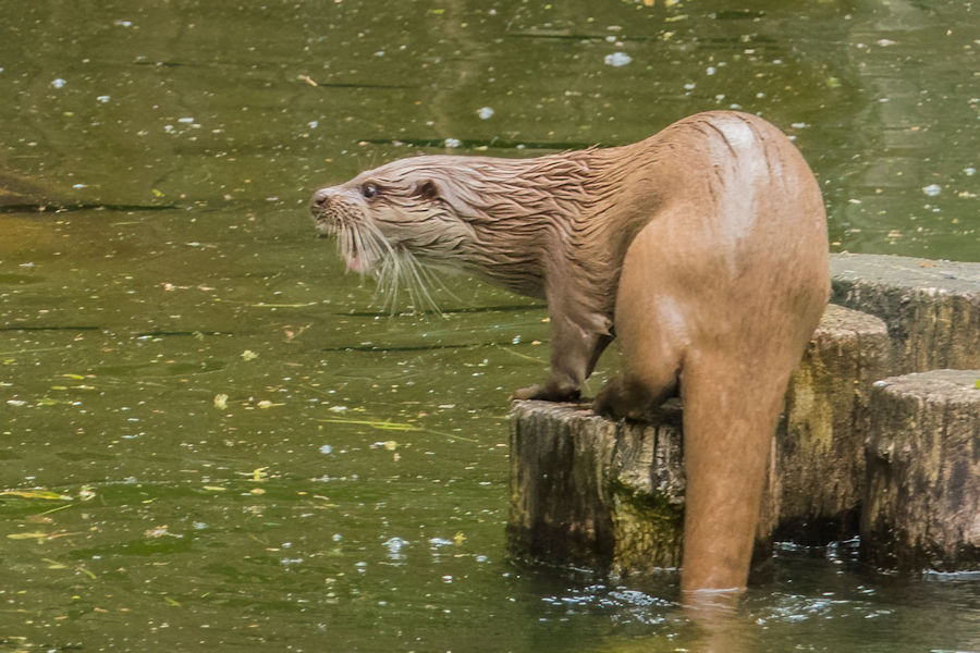 Fischotter im Wildpark Bad Mergentheim