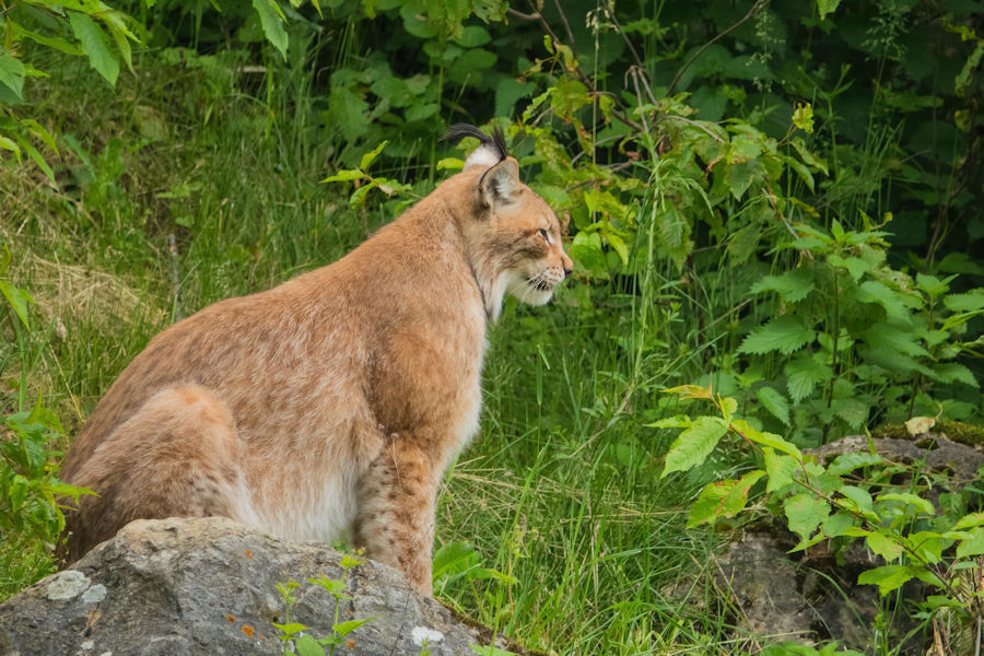 Luschs im Wildpark Bad Mergentheim