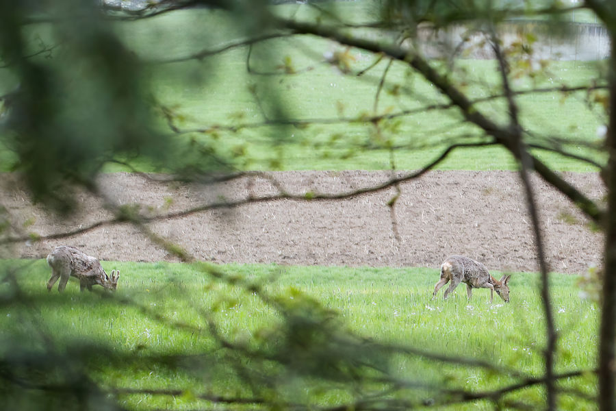 Rehe am Waldrand