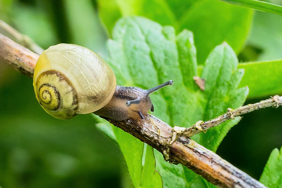 Schnecke