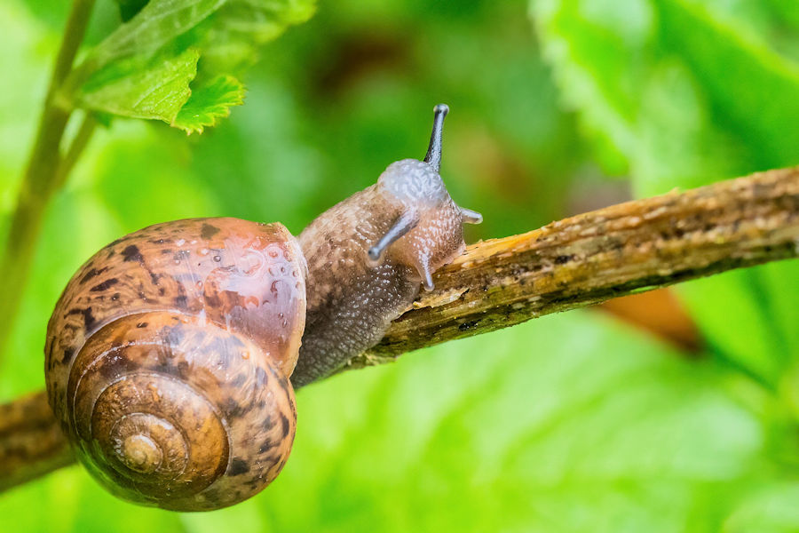 Schnecke