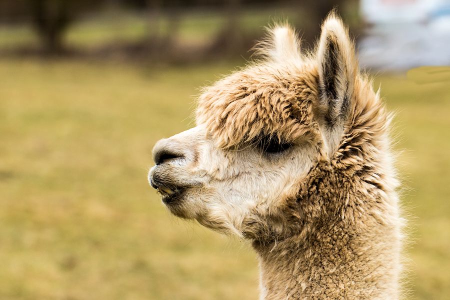 Alpaka (Lama)