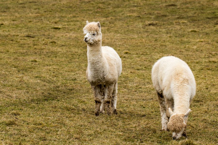 Alpakas (Lama)