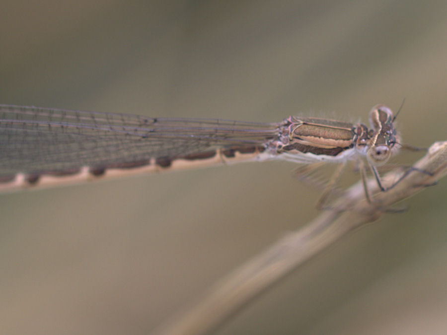 Libelle