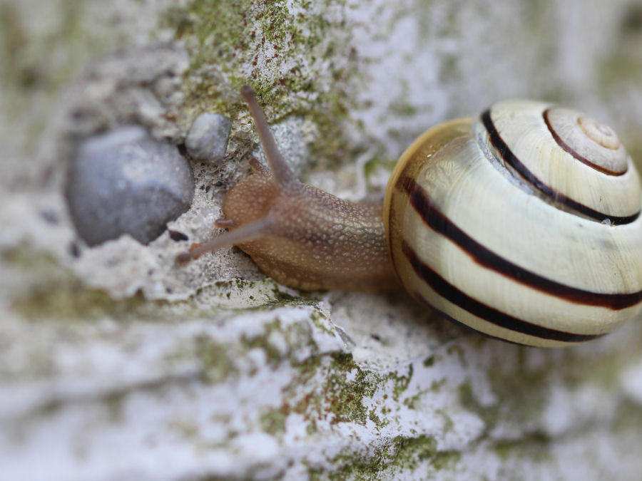 Schnecke