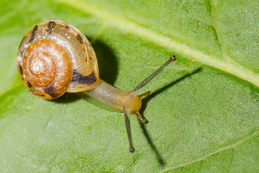 kleine Schnecke