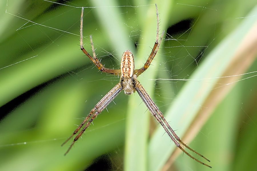 Wespenspinnemännchen